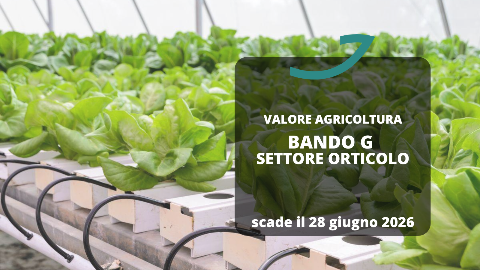 valore agricoltura bando G settore orticolo